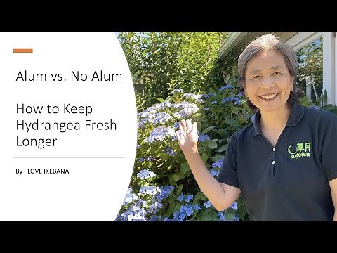 How to Keep Cut Flowers Fresh ... Hydrangea