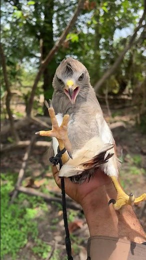 hawk scare sound🦅😱 #shorts #birds #hawk #nature #birdsounds #animals #falcon #wildlife
