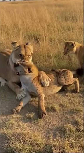 Mother Lion SAVES Cub from Hyenas 🔥 #viral #short