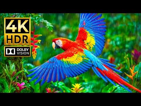 Incredible Animal World in 4K HDR | Dolby Vision 120FPS OLED Ultra HD Showcase
