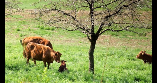 Calf, Cows, Pasture. Free Stock Video