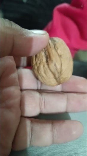 watch this walnut cracking fun moment akhrot howto crack diy easy method to crack walnut ytshorts