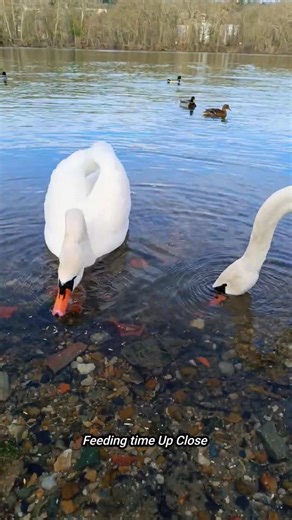 The Way This 2 Swan Feeding together 😍