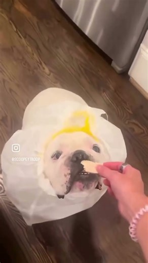 Hilarious reactions Magic vs Dogs 🪄🧙‍♂️vs 🐕🐶 (Part 43)