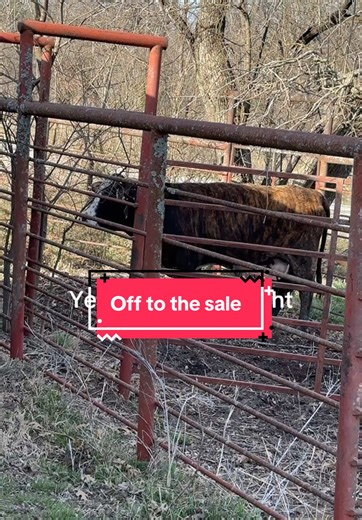 Calf Sale: The Cow with an Attitude