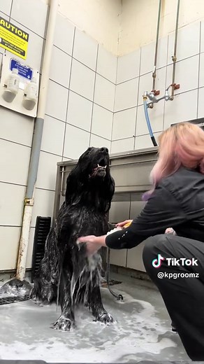 Newfoundland Dog Grooming Process Explained