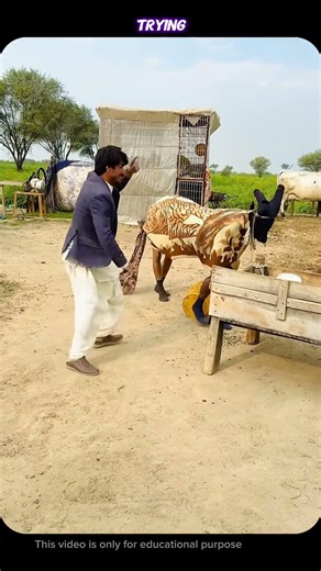 Cow Prank Gone Wrong! 😂