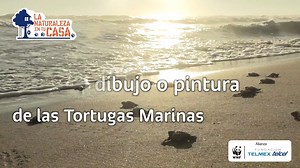 2.1K views · 29 reactions | ¿Qué tanto conoces de la Tortuga Marina?...