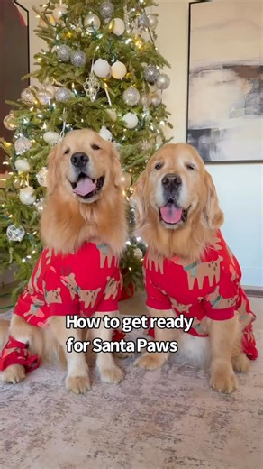 11K views · 5.9K reactions | It's our annual "get ready for Santa" spaw day..now we're all clean and fresh and ready for the big day  All products used are @dandylionworld Code STERLING for 10% off first order. | Sterling Newton | Facebook