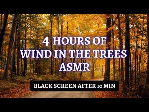 Wind in the Trees ASMR - 4 Hr