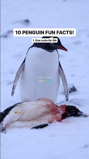 Penguins bury their dead partners