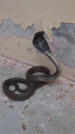 Angry Cobra in Action! 🐍 Don't miss the deadly hiss.#shortsfeed