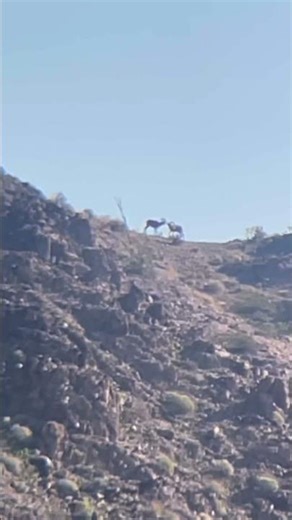 These guys are sure going at it.#arizonahunting #hunting #outdoors #biggamehunting #outdoors #deer