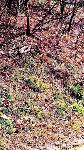 some grass, trees in winter
