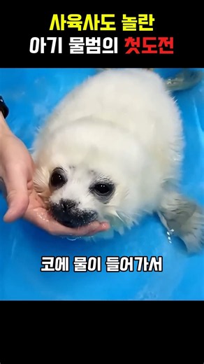 벌벌 떨던 아기 물범, 물에 넣자 딴판 #동물 #아기물범 #첫수영
