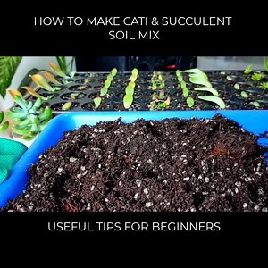 This video is about how to make a soil mix for your cacti and succulents. It also includes the reason why we need to use good soil to promote healthy cacti & succulent 💚 Hope it will be useful for succulent lovers 💚 | Succulent Journal