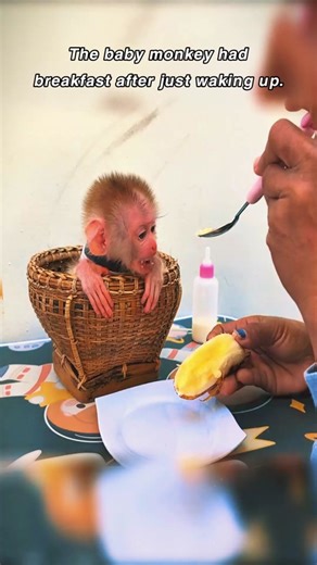 Monkey Mixi on TikTok