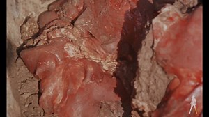 "Vinegar Syndrome's 4K UHD is such a large bump in image quality it actually improved my viewing experience from the 'take it or leave it' zone to being a keeper on my 50's and 60's sci-fi shelf."—Fresh review from DVD Beaver of our recent release of a new restoration of REPTILICUS 🐉 Pick up this absolutely stacked boxset for your collection at vinegarsyndrome.com/products/reptilicus! | Vinegar Syndrome