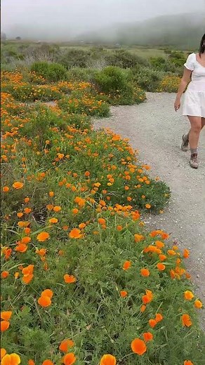 Central Coast California Poppies