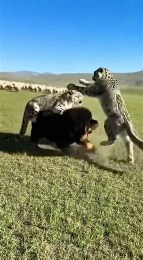 Tibetan Master vs Snow Leopard — Rare Wild Encounter Caught on Camera!
