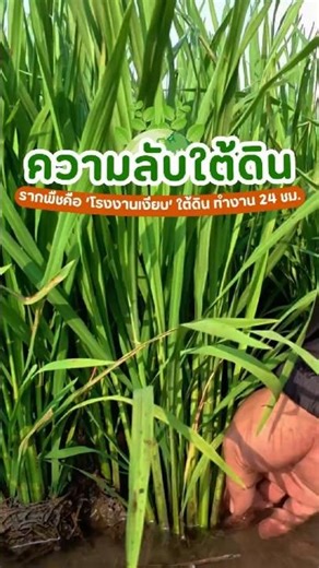รู้ไหมว่า…รากพืชคือ ‘โรงงานเงียบ’ ใต้ดิน ที่ทำงานหนักตลอด 24 ชั่วโมงเลยนะ!