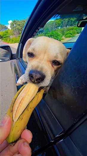 doggo likes banana