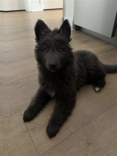 Captivating Photos of Blue German Shepherd Puppies