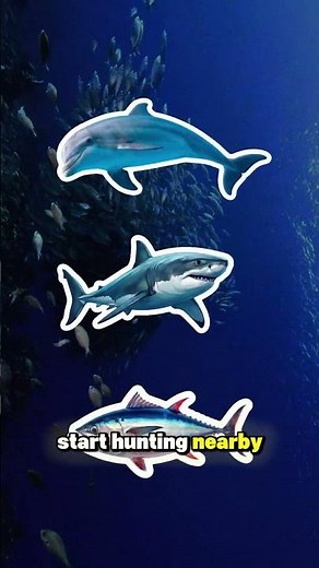 Why Thousands of Fish Form Giant Spinning Circles Underwater #baitball #fishfacts #shorts