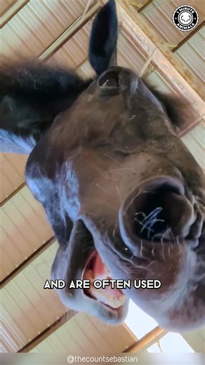 Percheron 🐴 Built Like a Tank! This massive horse pulls heavy loads with ease. Calm, powerful, and surprisingly gentle. #wildlife #nature #animalfacts #animalvideos | 1 Minute Animals