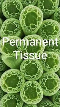Permanent tissue and its types #simple and complex tissue