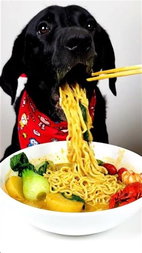 Dog vs noodles challenge #funny #petvideos