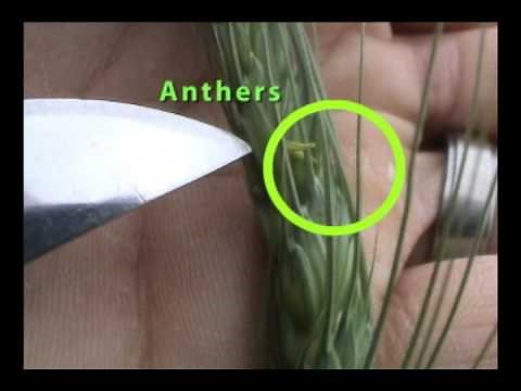 Anthesis (Flowering) in Wheat