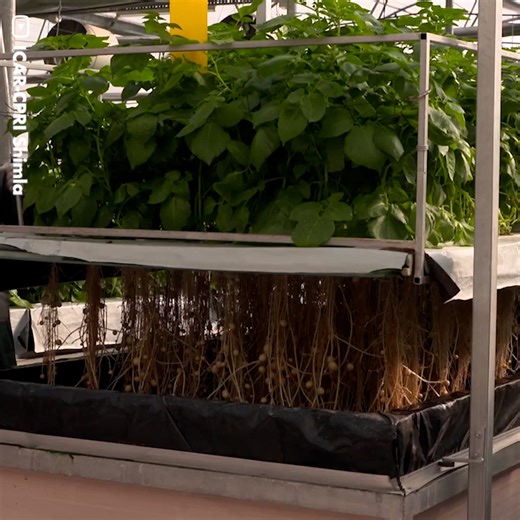 36K views · 227 reactions | This vegetable growing technique needs air and moisture instead of soil. The idea of aeroponics first appeared in the 1920s and was used to grow orchids, then researchers found that potatoes thrived using this method. Today, the technology is popular in Latin America and China, and can be used in places where the soil and water are in critical condition. | GIGadgets | Facebook