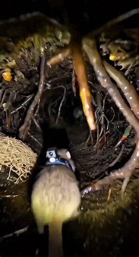 YOU ARE SHREW! #pov #wildlife #documentary #nature #underground