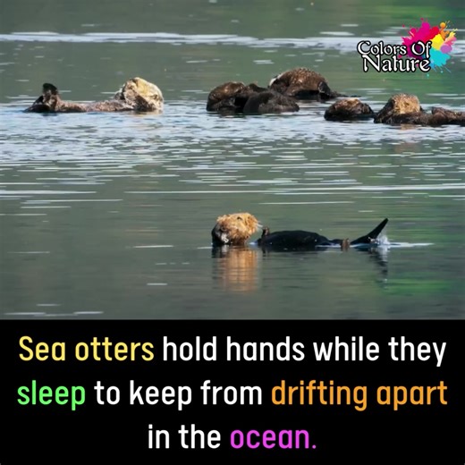 14K views · 1.2K reactions | Sea otters | Colors Of Nature | Facebook