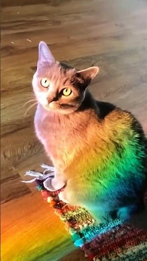 RAINBOW CAT! 🌈