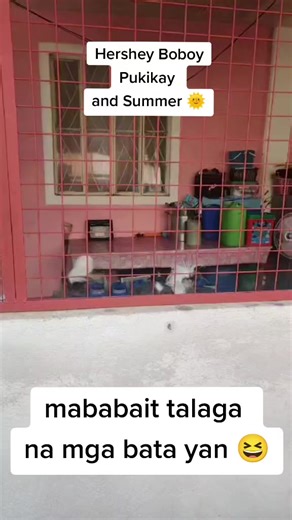 ang mababait na bata 😆 #fyp #creatorsearchinsight #dogsofttiktok #doglover #evreyone #lovedog #furmom