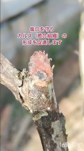 【強剪定】樹液の出るブルーベリーの枝を比較と対処