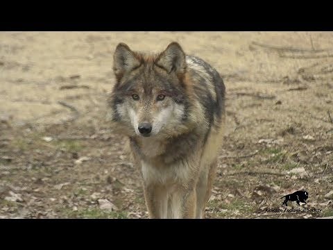 Meet Apache and Ela, New Alpha Wolf Pair at Brookfield Zoo!