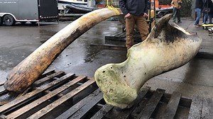 Blue whale bones nearing final stages of cleaning; OSU plans to assemble them for display