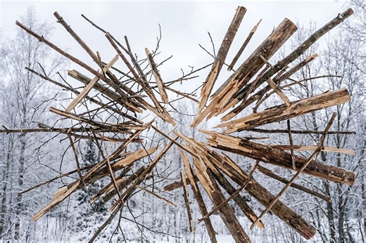 Do trees really explode in the cold? An expert weighs in