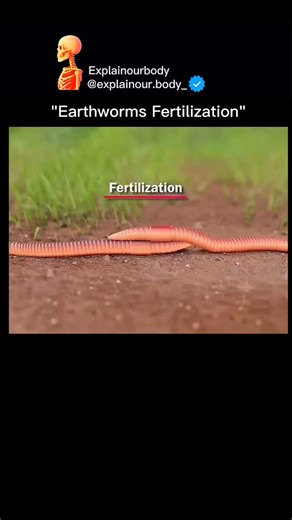 Explainourbody | How Earthworm Fertilization Happens Earthworms are hermaphrodites — each worm has both male and female reproductive organs, but they still... | Instagram