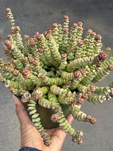 Crassula Baby Necklace | Live Succulent Live Plant Colorful Plant Succulent Gift and Easy Care Mini Succulent for Plant Lover - Etsy