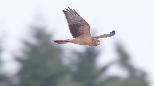 Montagu's Harrier: UK's rarest breeding bird of prey.