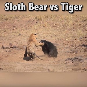 2M views · 49K reactions | Me commentary on Sloth Bear vs Tiger. | Ozzy Man Reviews | Facebook