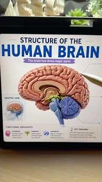 🧠 Parts of Human Brain | Class 11 Biology NCERT #neet #neetmotivation #neetbiology #neetaspirant