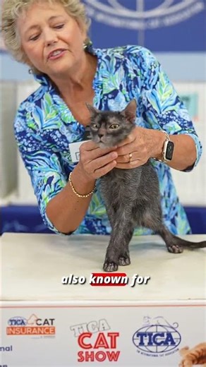 Yes, This Is a REAL Werewolf Cat! 🐺✨