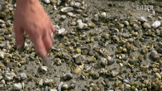 The Suquamish Tribe lives on the Port Madison Indian Reservation in Washington, where they harvest and sell seafood. Using methods passed down from their elders, members of the tribe harvest clams and oysters with their hands and celebrate together over clam bakes. | Eater