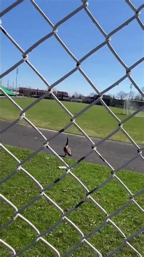 Buddy waiting his friend