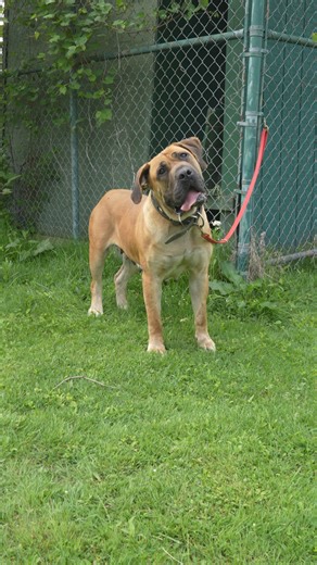 2.6K views · 44 reactions | Our Boerboel’s Funniest Head Tilts to...